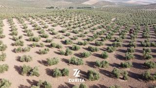 Landgut in Montoro. Olivar de secano en carretera montoro  bujalance