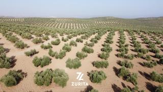 Landgut  Carretera de bujalance. Olivar de secano en carretera montoro  bujalance