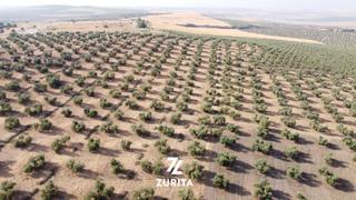 Landgut in Montoro. Olivar de secano en la entrada de montoro