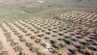 Finca rústica en Montoro. Olivar de secano en la entrada de montoro