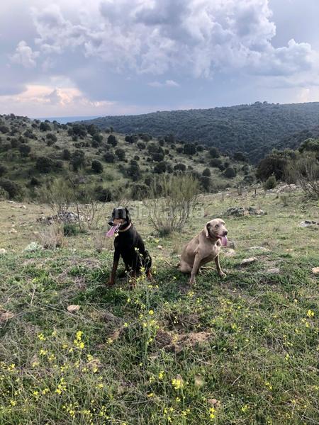 Foto 17572f70-172d-407e-bac7-1638cefbd103. Propriété dans Colmenarejo