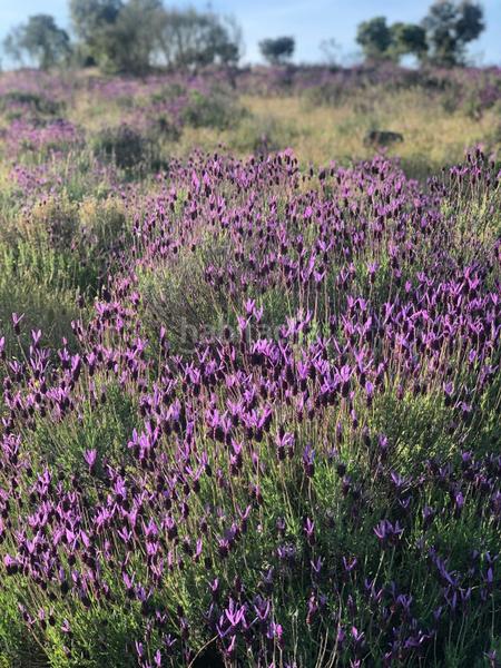 Foto dc54019d-113d-44d4-b585-c9347c54e7cd. Propriété dans Colmenarejo