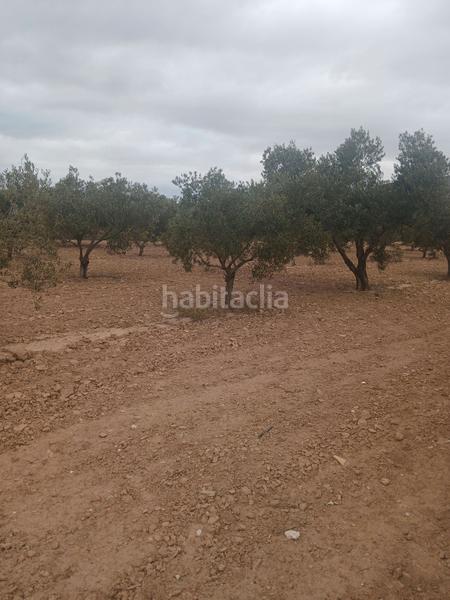 Foto 4ae4e2da-92fd-4cf2-bea6-b66954c6925f. Finca rústica  con almacen en El Rabal Villena