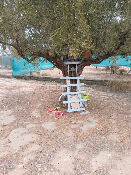 Foto 4de77e6d-ca6a-49dc-82b1-425fb5394ac7. Fondo rustico in Biar