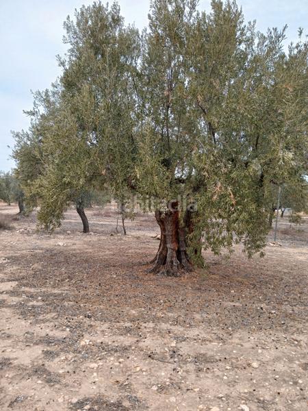 Foto 6f5ef8fb-d701-4c48-b8e3-ebdafe2765e7. Fondo rustico in Biar