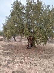 Landgut in Biar
