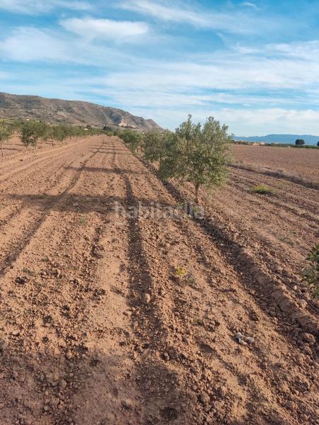 Foto 69f40d70-c42c-4c66-aca7-e3f930dc151c. Fondo rustico in n/a in Las Cruces Villena