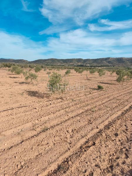Foto 18e88737-ea3b-4c06-8adf-6b019801d94c. Finca rústica a n/a a Las Cruces Villena