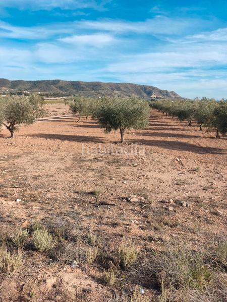 Foto be823a5b-fbf2-48e8-ad64-c61122cd5b6e. Finca rústica en n/a en Las Cruces Villena