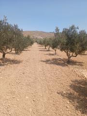 Finca rústica a Carretera de biar a cañada s/n. Finca olivos secano