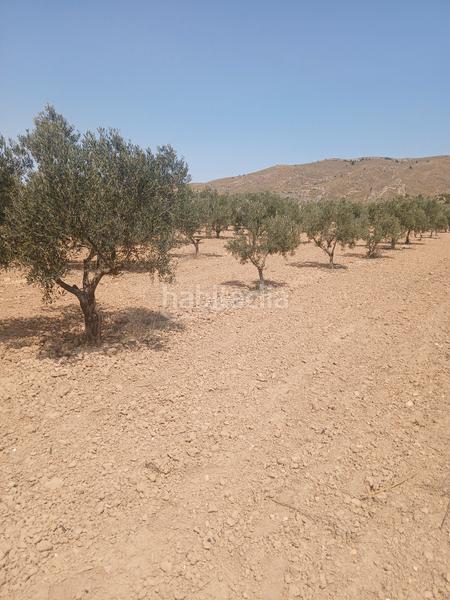 Foto 59a38874-4a60-4d80-9c84-34d1b039251d. Finca rústica en carretera de Biar a cañada s/n finca olivos secano en Biar