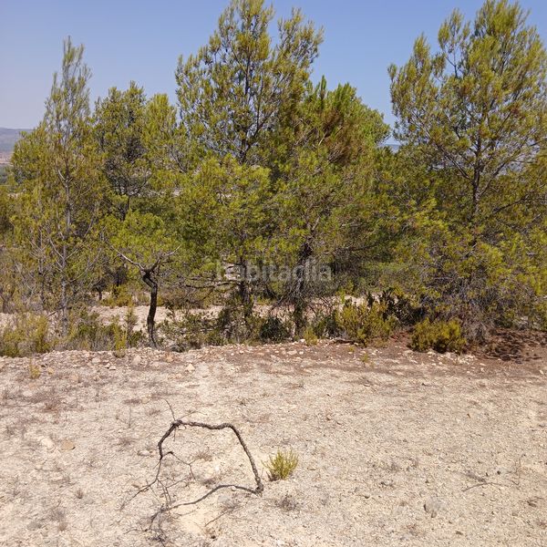 Foto 636d6d00-648b-41c4-b740-b270b0cdb551. Finca rústica a Biar