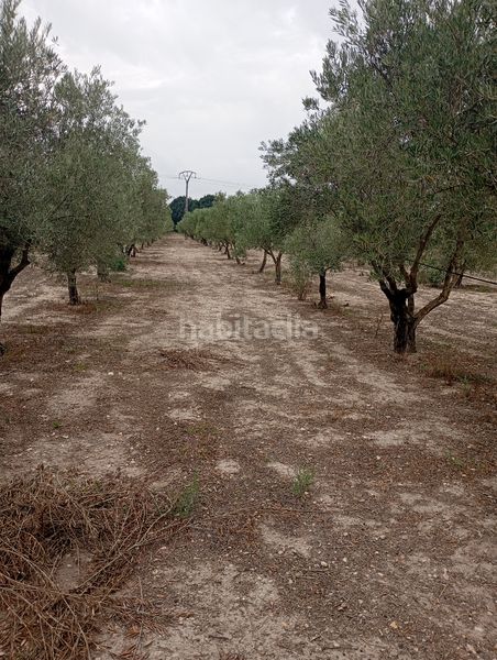 Foto e76f27f3-79a2-4494-abb5-3707d5541666. Finca rústica a Las Virtudes Villena