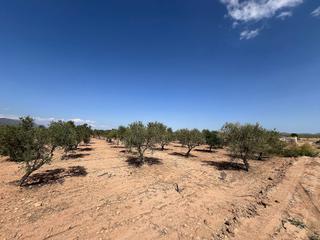 Residential Plot in Pinoso