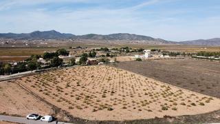 Terreny residencial a Pinoso