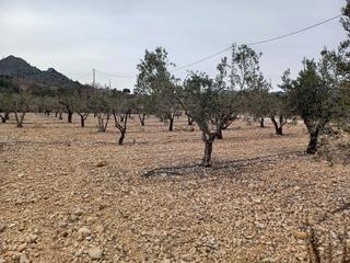 Terreny residencial a Romana (la)