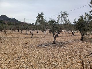 Wohngrundstück in Romana (la)