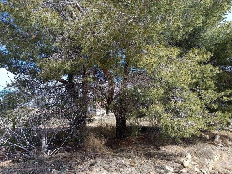 Foto f1985aef-aa63-4ac7-81dd-d1605ef36edc. Terreno residenziale in Yecla