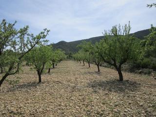 Terreno residenziale in Yecla