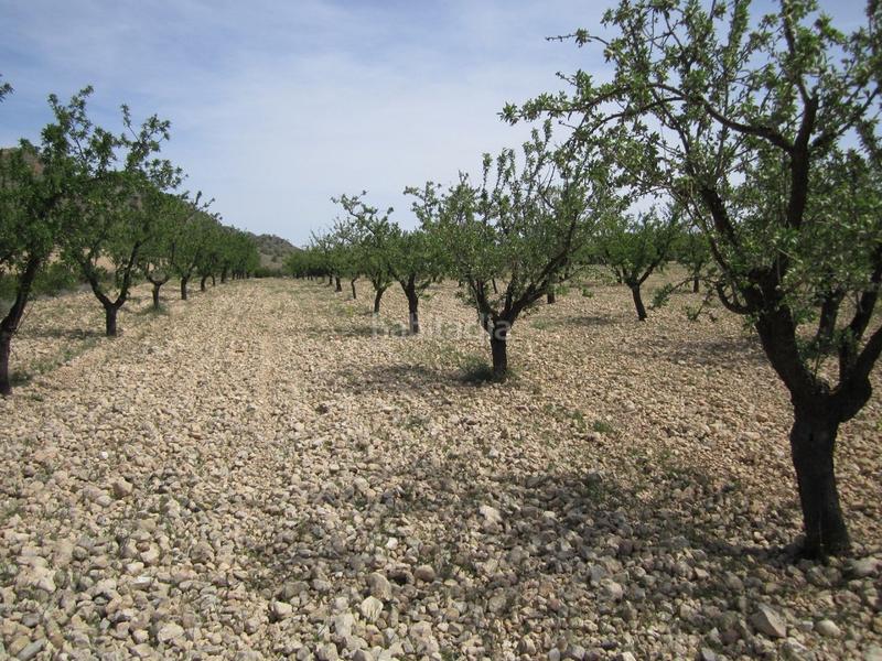 Foto 57d85602-a0e0-475e-8a03-13553270b199. Terreno residenziale in Yecla