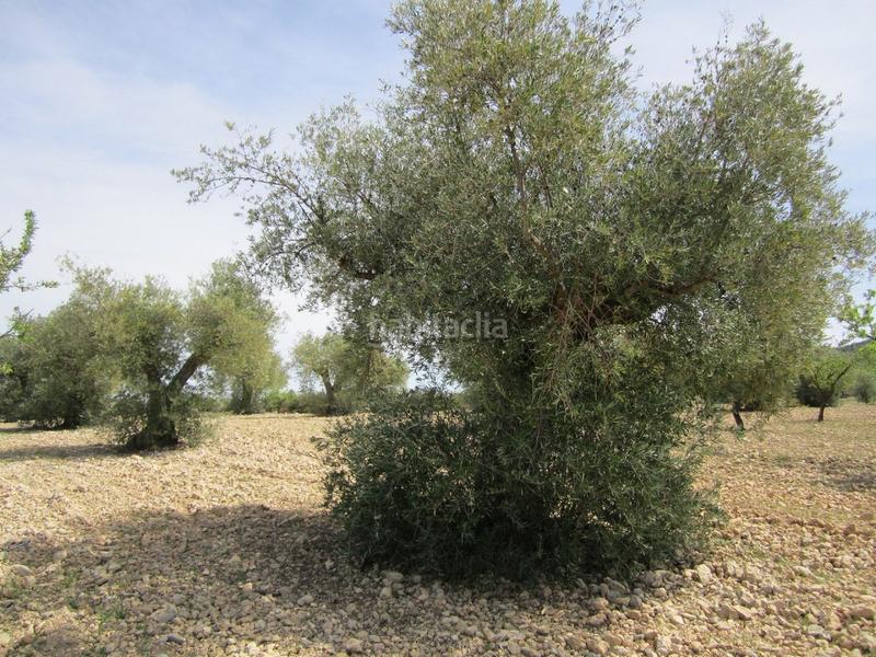 Foto 67010a35-7f13-4652-a277-2693e0e84c91. Terreno residenziale in Yecla