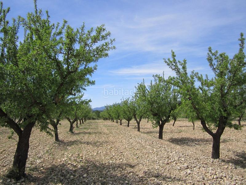 Foto 67d05a4b-5e82-4cb9-85cc-5a5bf9aca75d. Terreno residenziale in Yecla