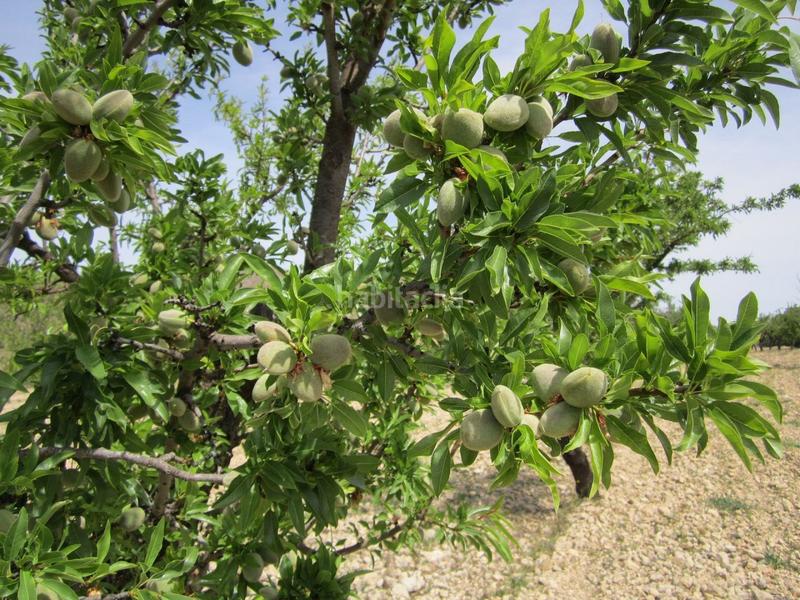 Foto aae910ac-3712-435b-9a0d-257fa989ff92. Terreno residenziale in Yecla