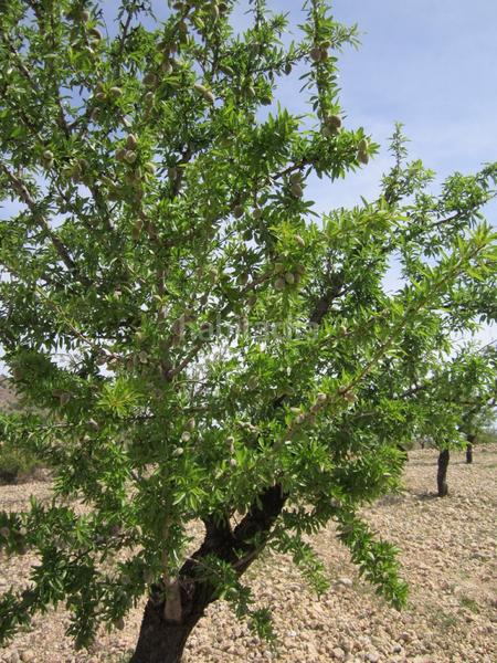 Foto e0bf6b08-3d83-49ef-81d7-b6304b89b306. Terreno residenziale in Yecla