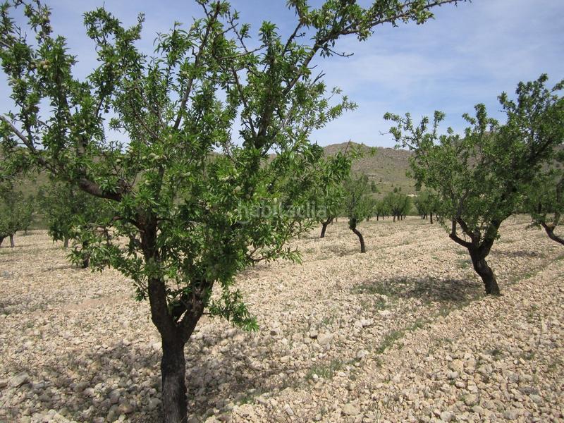 Foto f1206ed4-0953-491d-a211-49038f89bb0e. Terreno residenziale in Yecla