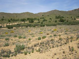 Residential Plot in Yecla