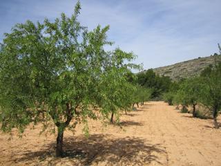 Terreno residenziale in Yecla