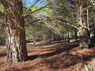 Residential Plot in Yecla
