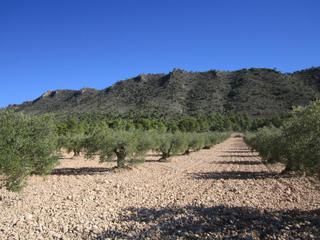 Terreno residenziale in Yecla