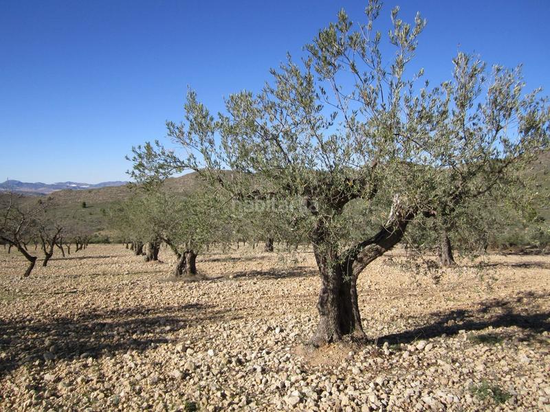 Foto adb97759-eefd-469d-8738-2577d349d25e. Terreno residencial en Yecla