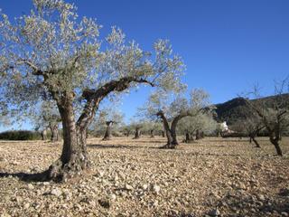 Terreno residenziale in Yecla