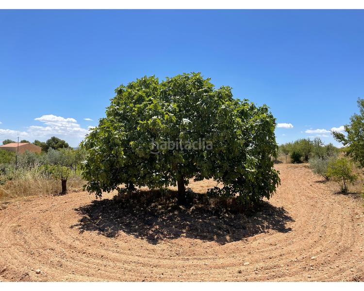 Foto c407675b-3552-444d-a1c2-4667eb754b44. Masía en Pinoso