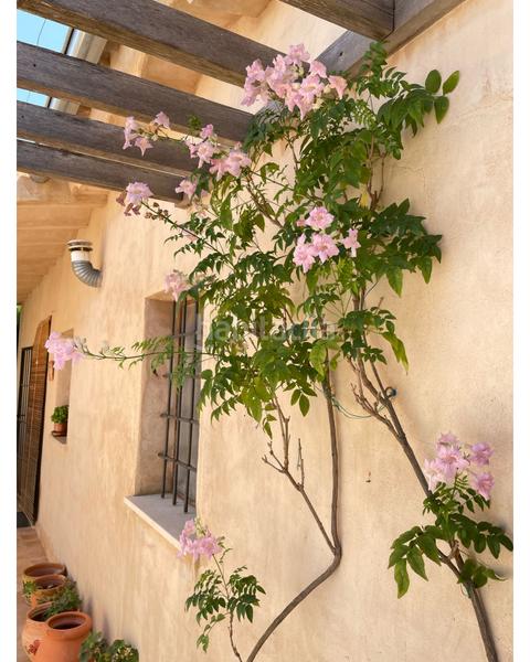 Foto fa3205e7-97ae-4815-8d82-cb3584d45bb2. Masía en Pinoso