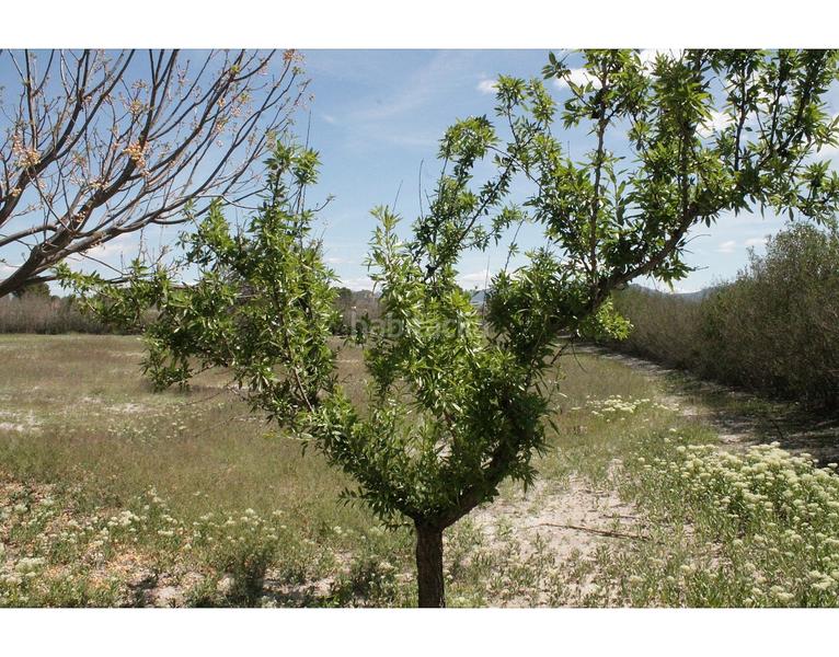 Foto ed825e3d-976f-4ebd-8105-54178417ddc1. Casale in Las Cruces Villena