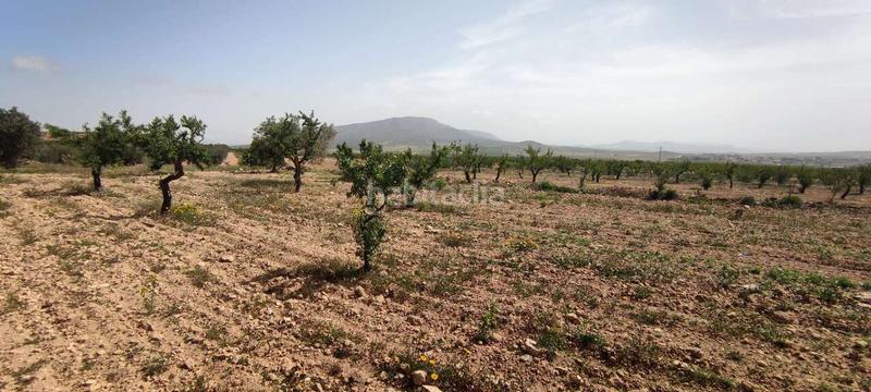 Foto 323cac70-4798-458a-bb28-7ba9c114b059. Masia a Pinoso