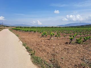 Residential Plot in Pinoso