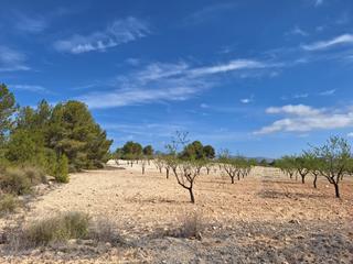 Terrain résidentiel à Jumilla