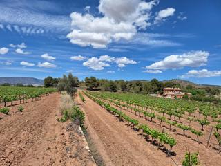 Terreno residencial en Pinoso