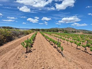 Residential Plot in Pinoso