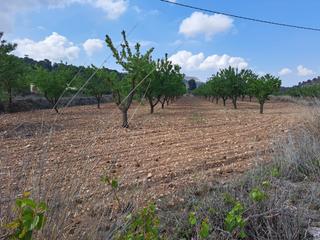 Terreny residencial a Pinoso