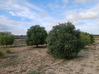 Terreno residenziale in Yecla