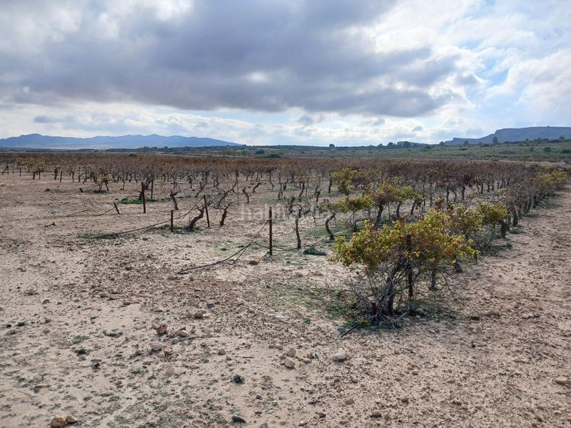 Foto afbf3a1d-bd65-4601-8db3-8b4444d9ed18. Terreny residencial a Yecla