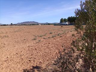 Residential Plot in Yecla