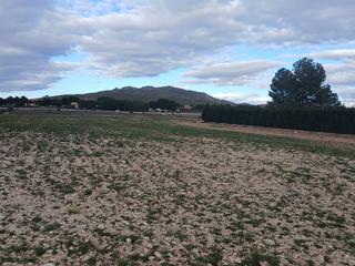 Terreno residenziale in Yecla