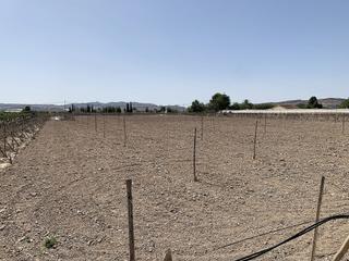 Terreny residencial a Novelda