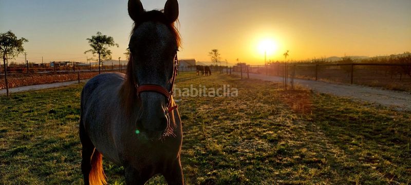 Foto 5df14d8a-7751-4e53-8b7a-544834e94546. Casa a Pinoso